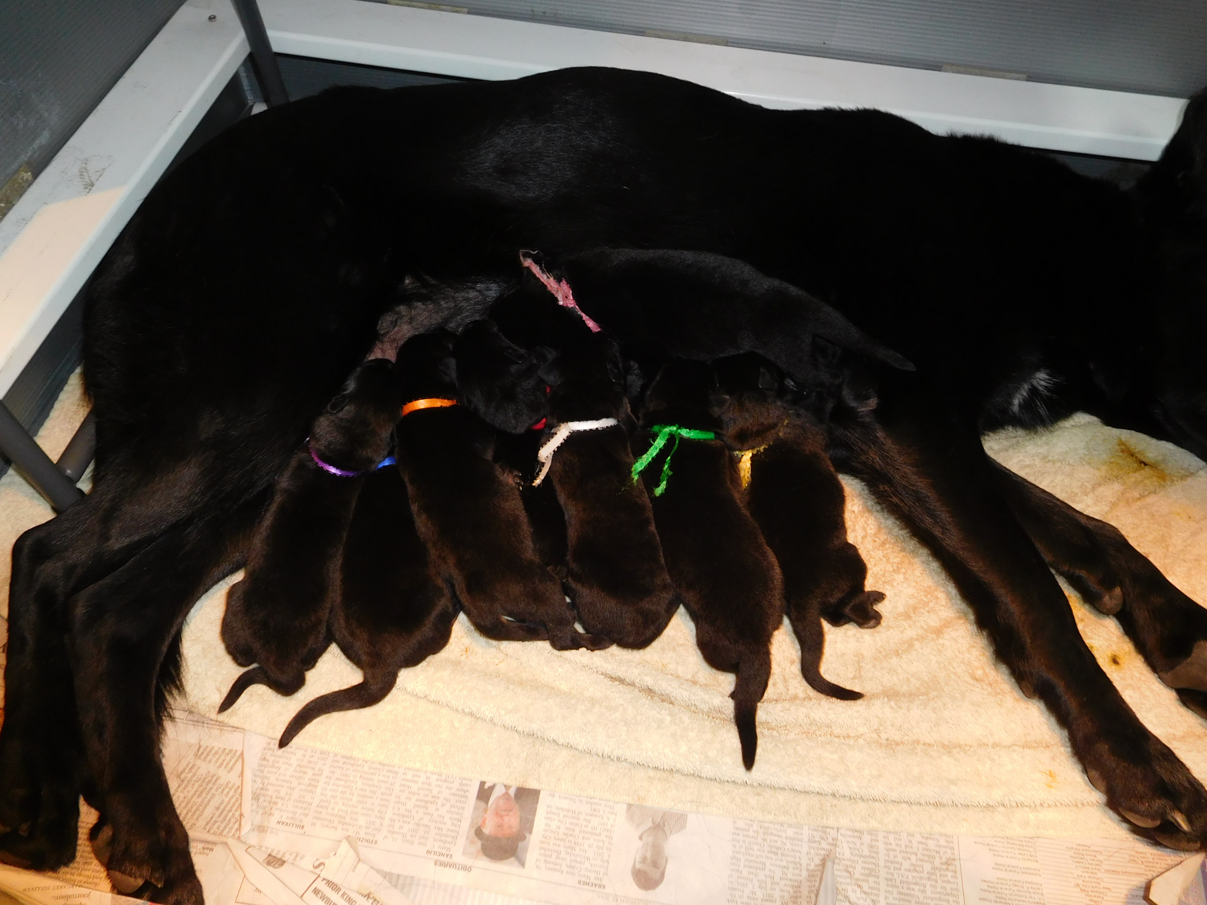 Zoey and her 9 puppies