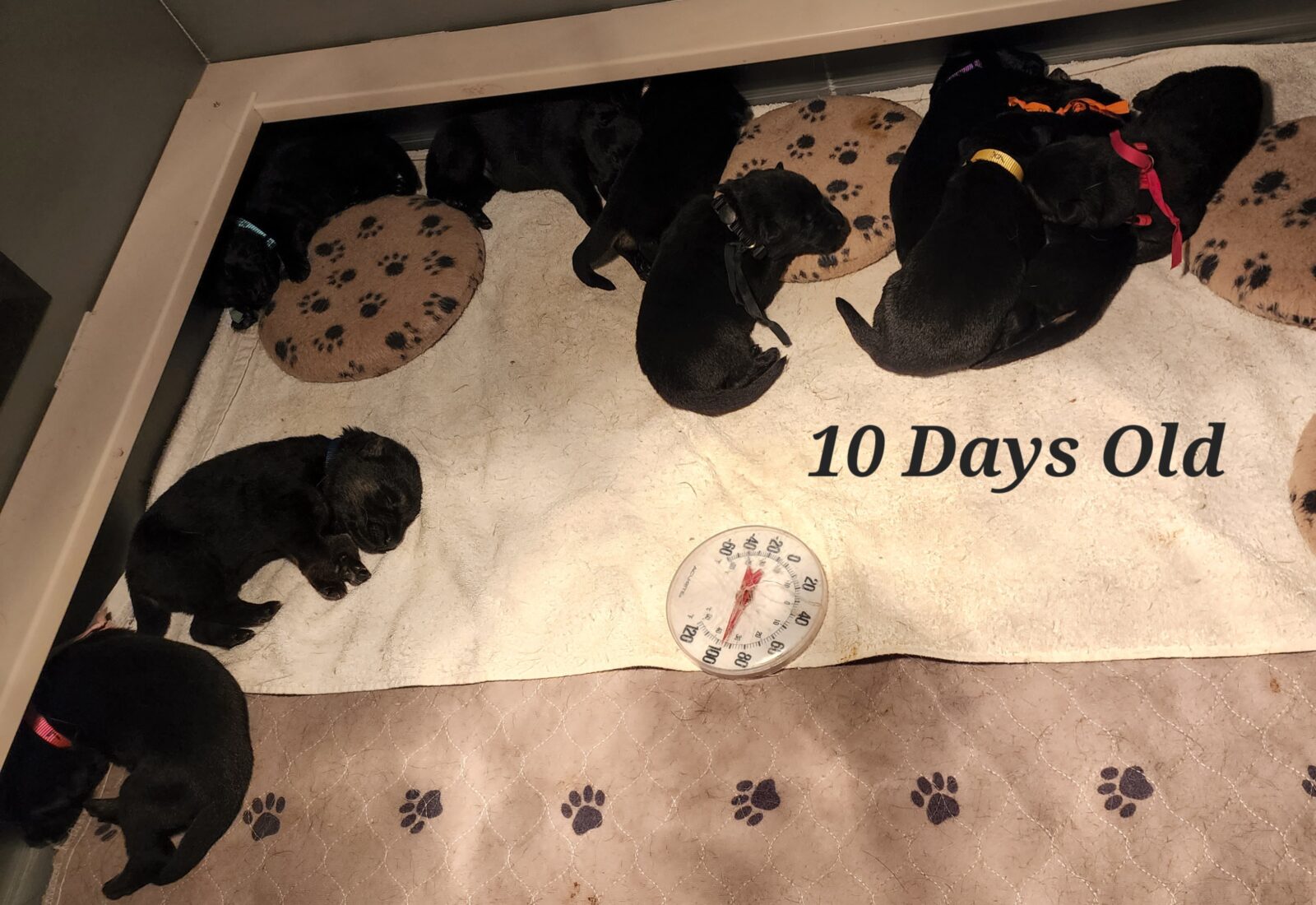 Spice Litter 10 Days Old