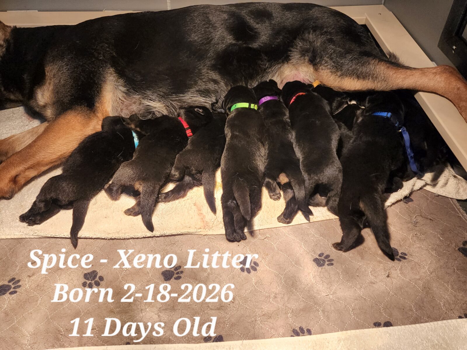 Spice Litter 11Days Old  (1)