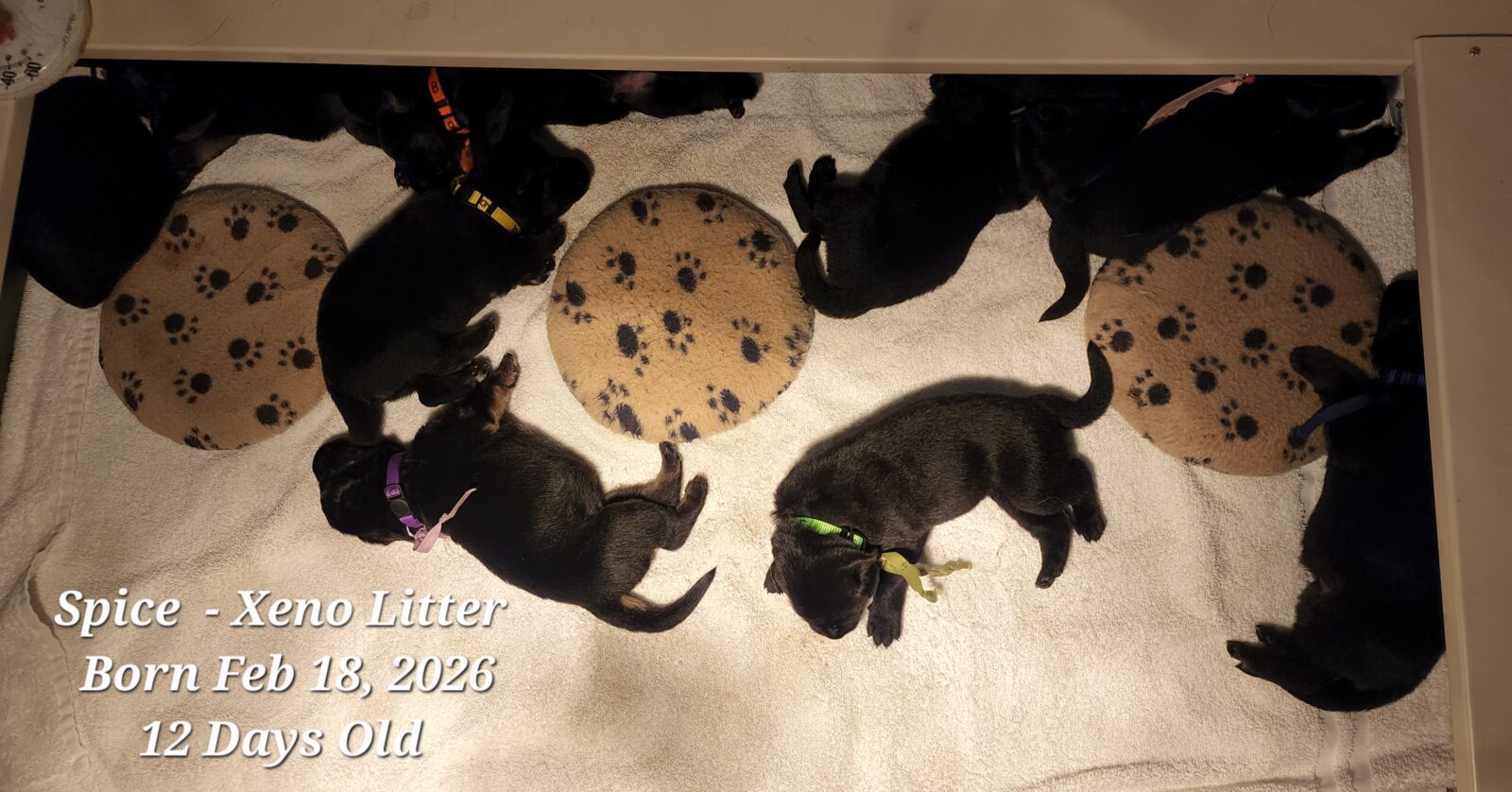 Spice Litter 12 Days Old