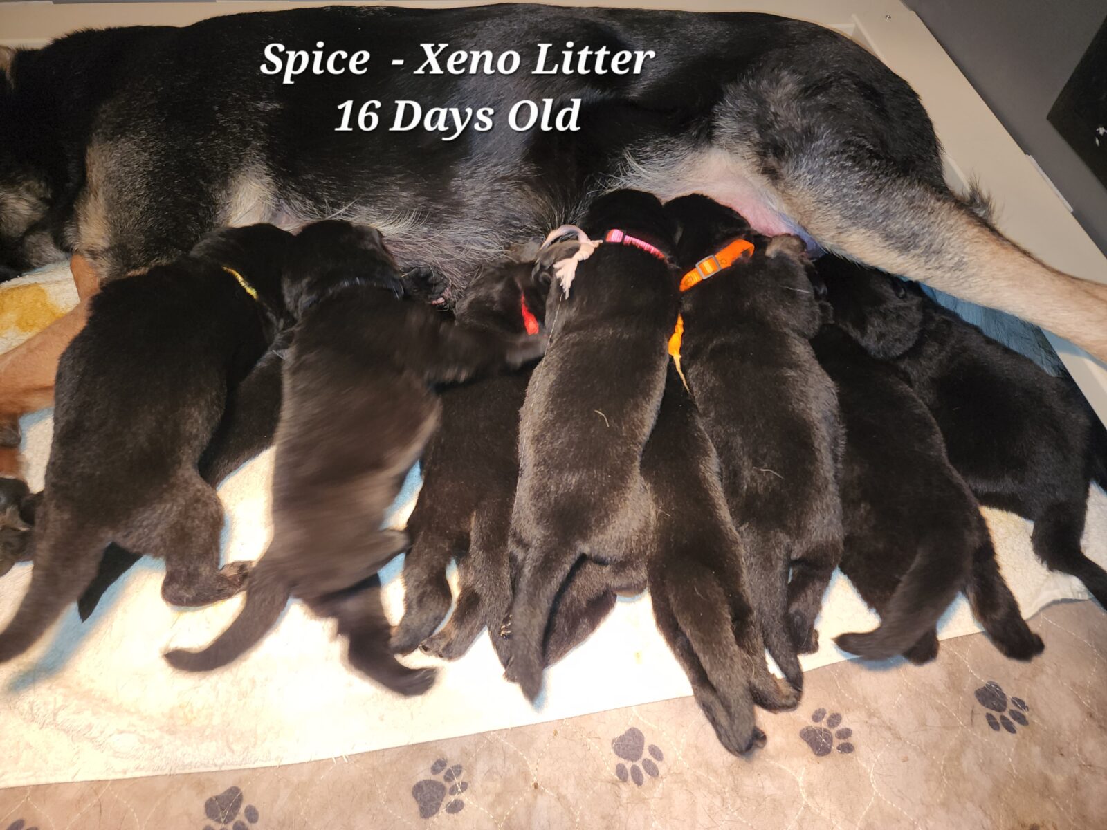 Spice Litter 16 Days Old