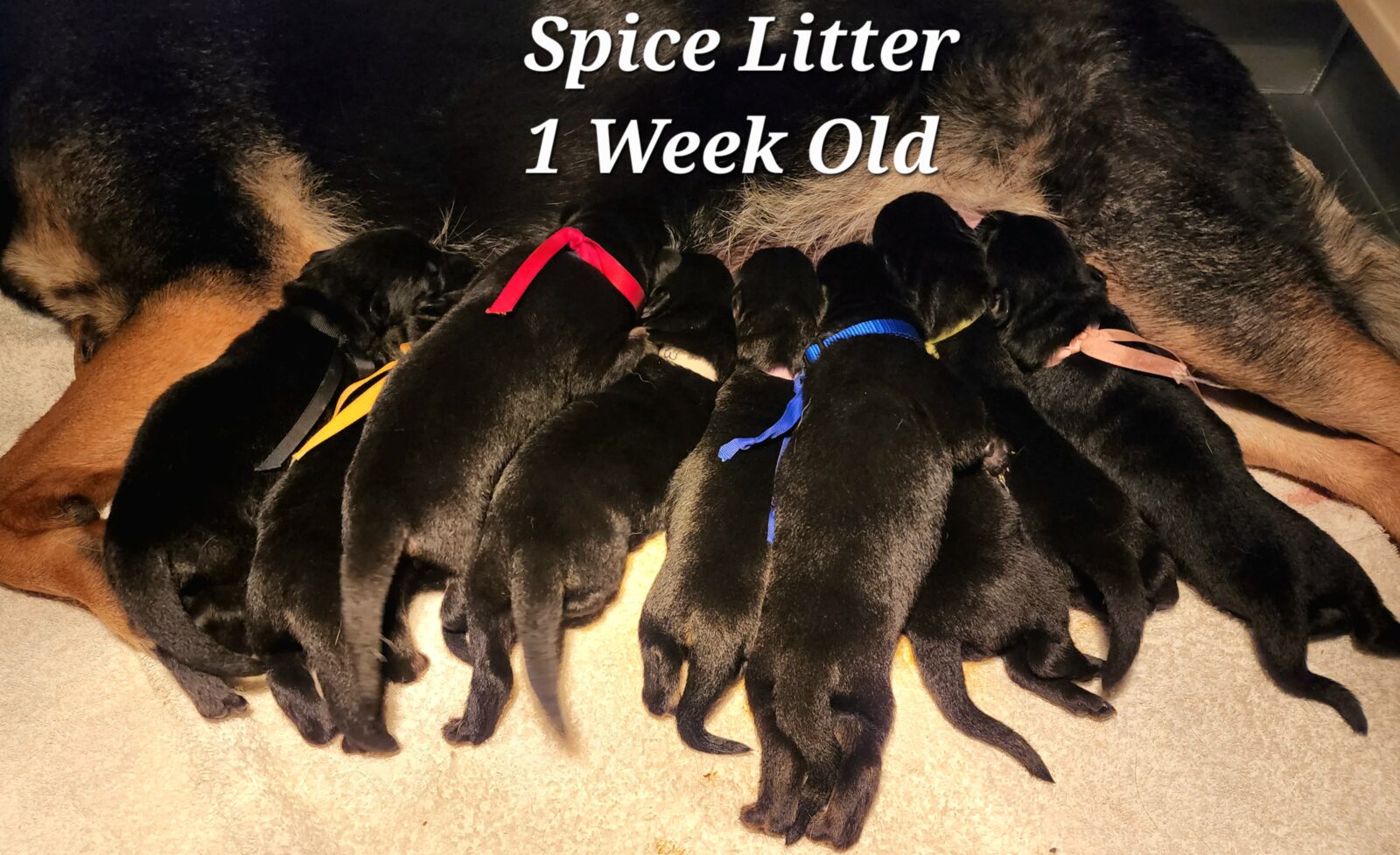 Spice Litter 1 Week Old (1)