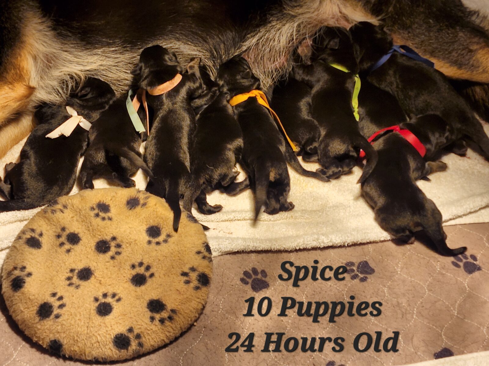 Spice Litter 24 Hours Old (1)