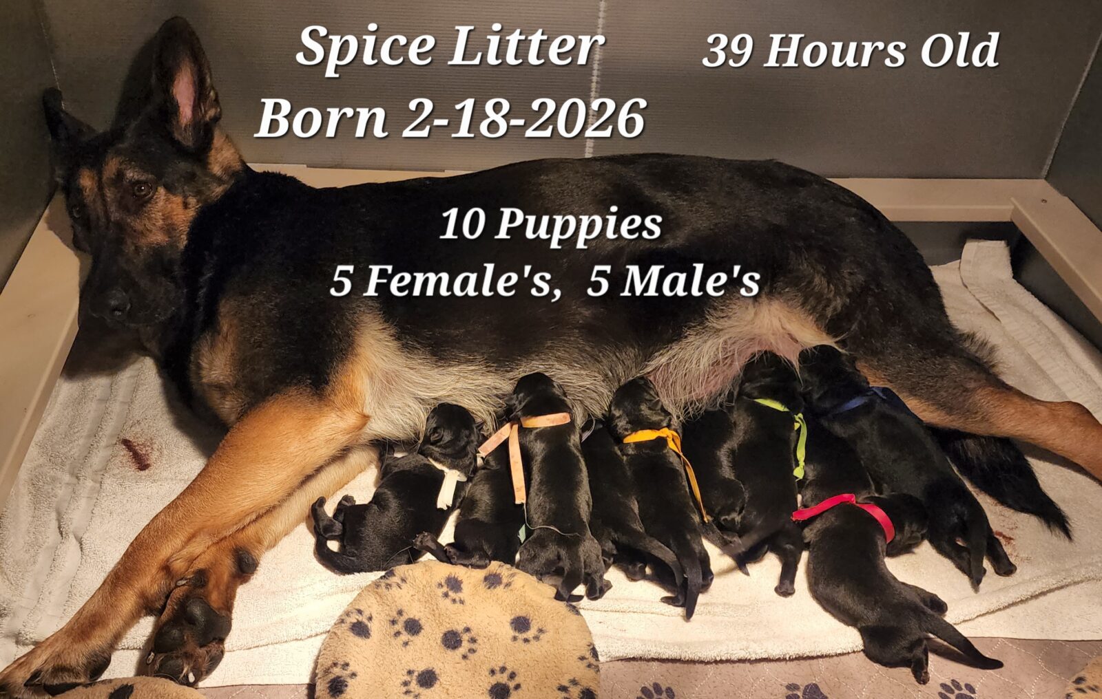 Spice Litter  39 Hours Old