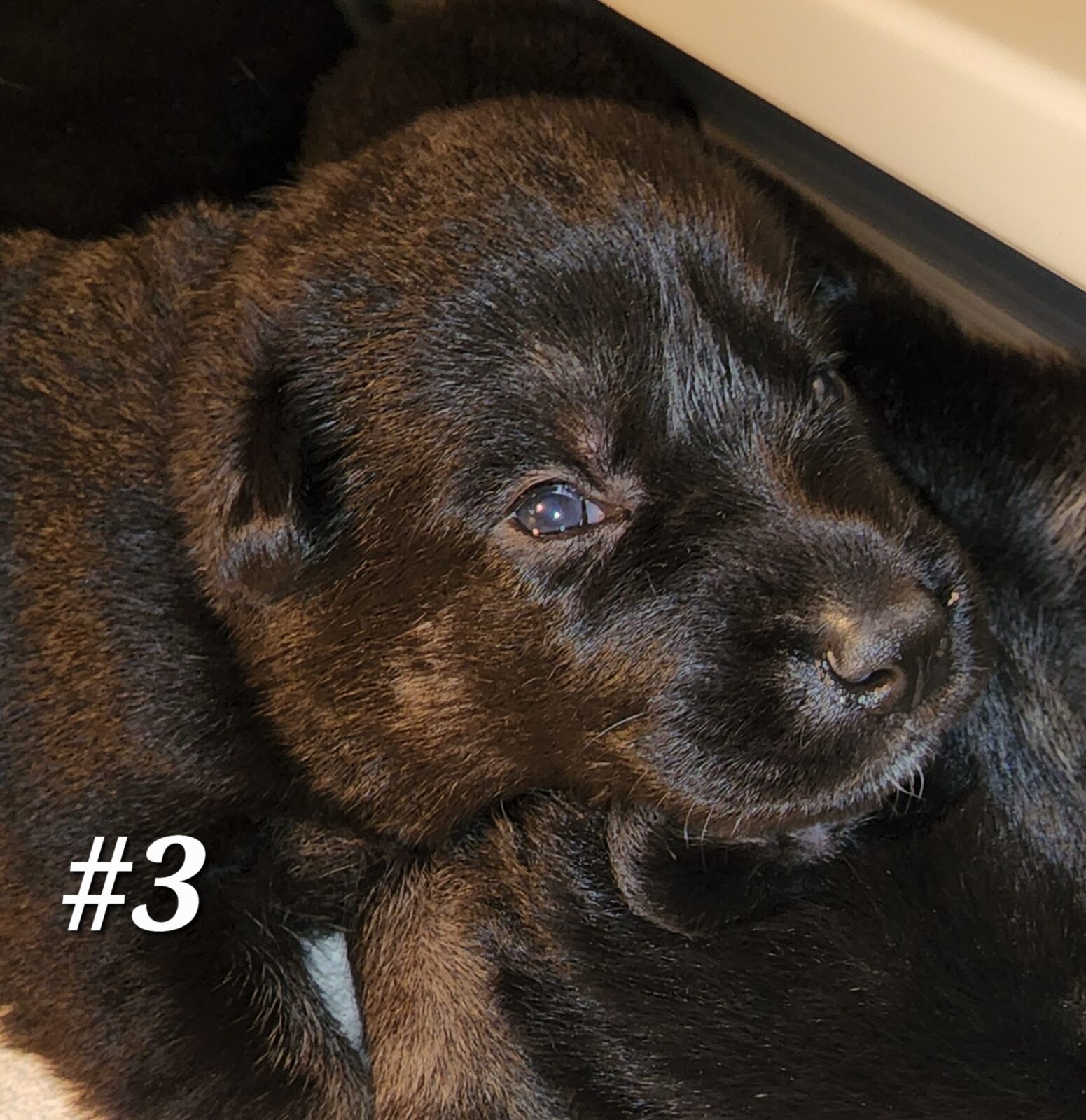 Spice Litter #3 Face