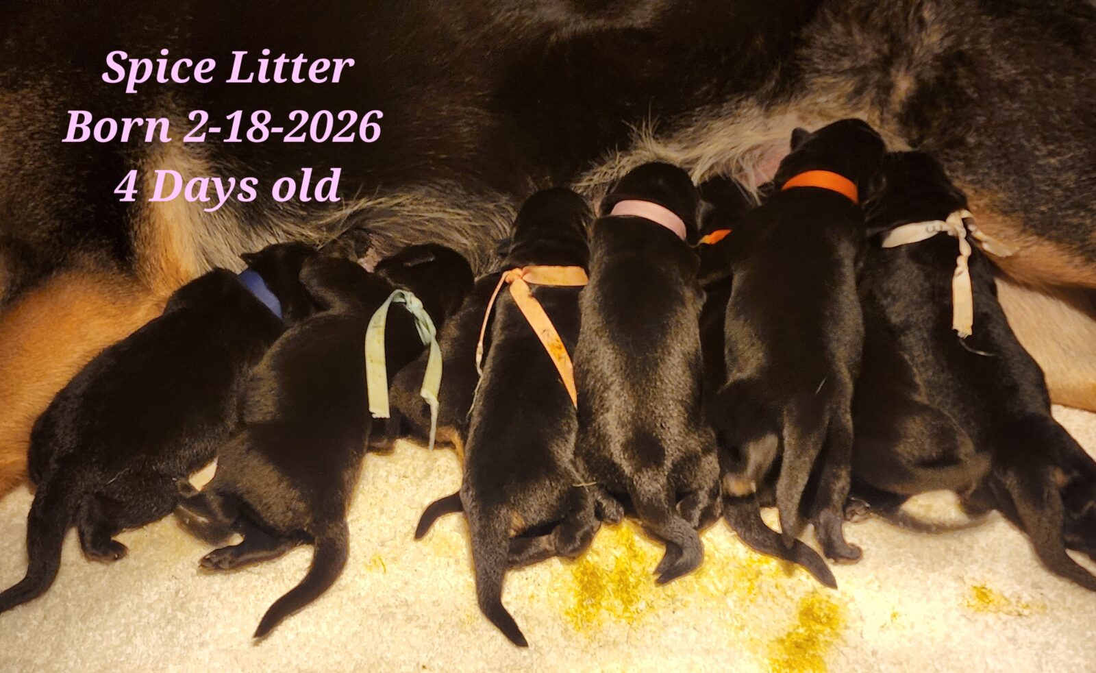 Spice Litter 4 Days Old (4)
