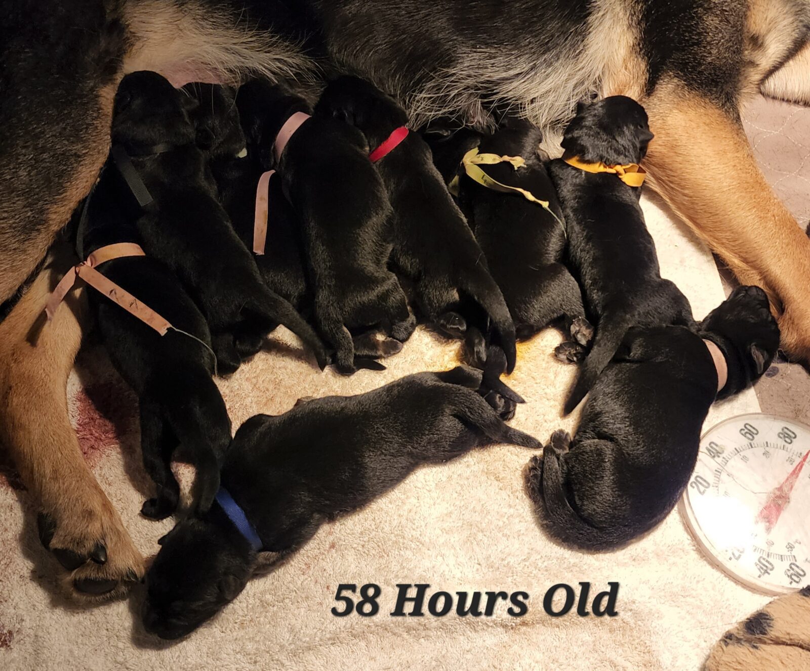 Spice Litter 58 Hours Old (1)