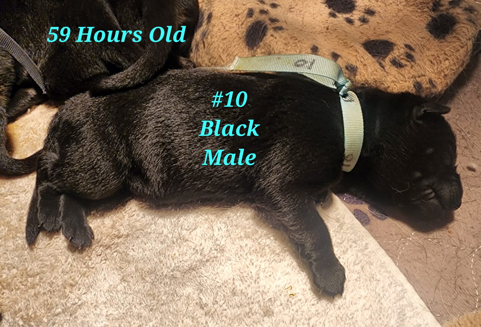 Spice Puppy 