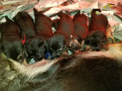 Puppies At The Milk Bar Web Site