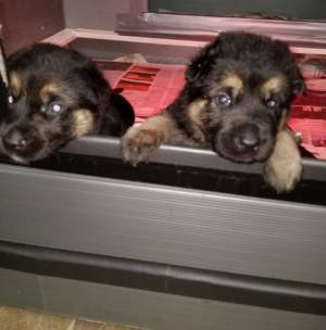 Puppies Jail Break Web Site
