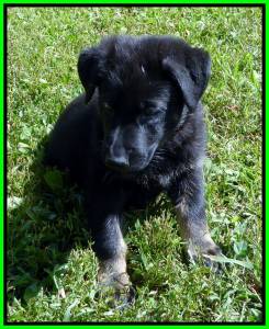 Puppy #6 Available, Bi Color Male 7 Weeks Old