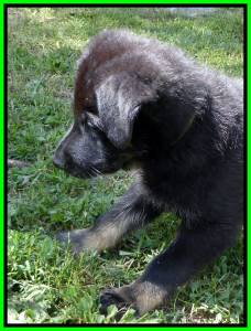 Puppy #6 Available, Bi Color Male 7 Weeks Old 1