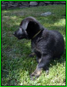 Puppy #6 Available, Bi Color Male 7 Weeks Old 2