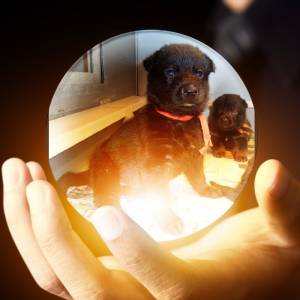 Puppy 7 Paint In The Crystal Ball Super Photo