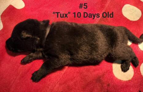 Tux 10 Days Old