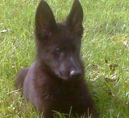 Zyka 11 Weeks Old